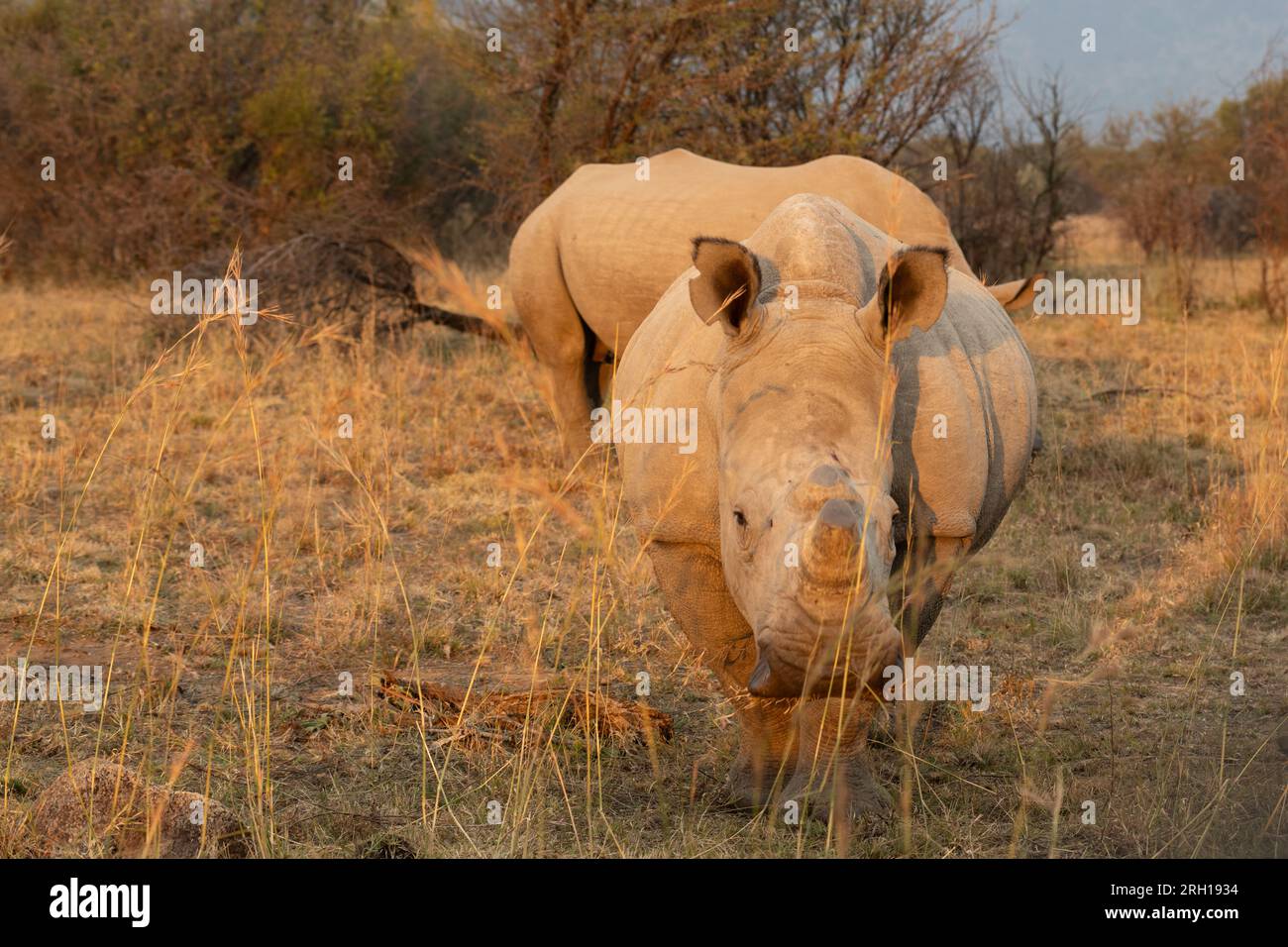 Ein Weibchen Weißes Nashorn, das früh am Morgen nach vorne auf der afrikanischen Ebene zeigt. Stockfoto Ein Weibchen Weißes Nashorn, das früh am Morgen nach vorne auf der afrikanischen Ebene zeigt. Stockfoto