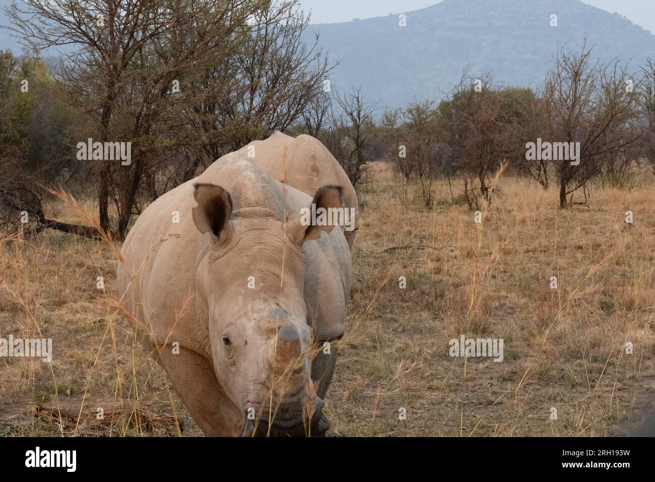 Ein Weibchen Weißes Nashorn, das früh am Morgen nach vorne auf der afrikanischen Ebene zeigt. Stockfoto Ein Weibchen Weißes Nashorn, das früh am Morgen nach vorne auf der afrikanischen Ebene zeigt. Stockfoto