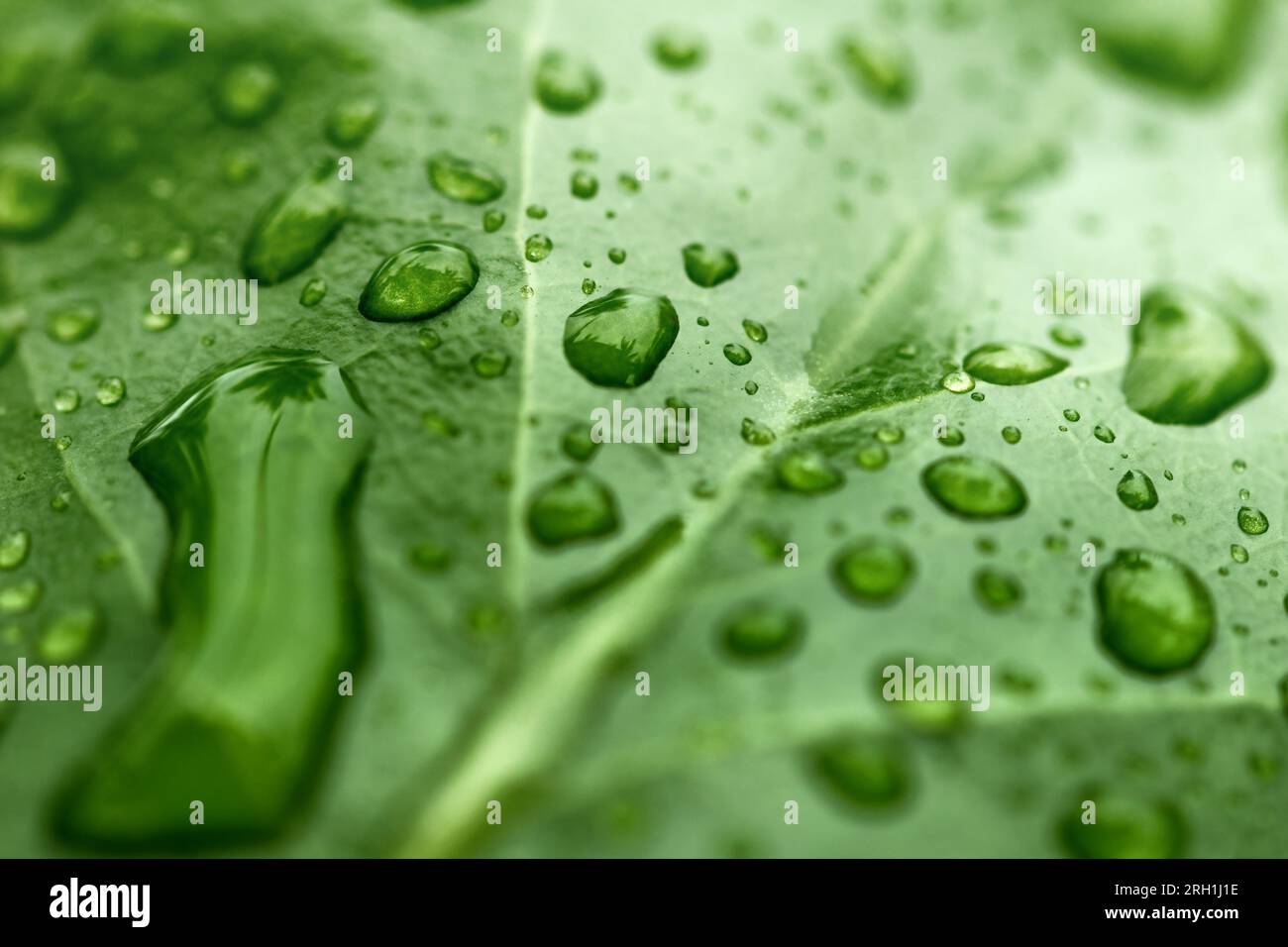 Regen tropft auf frischem Blatt. Naturkonzept. Umweltschutz und nachhaltige Ressourcen. Stockfoto