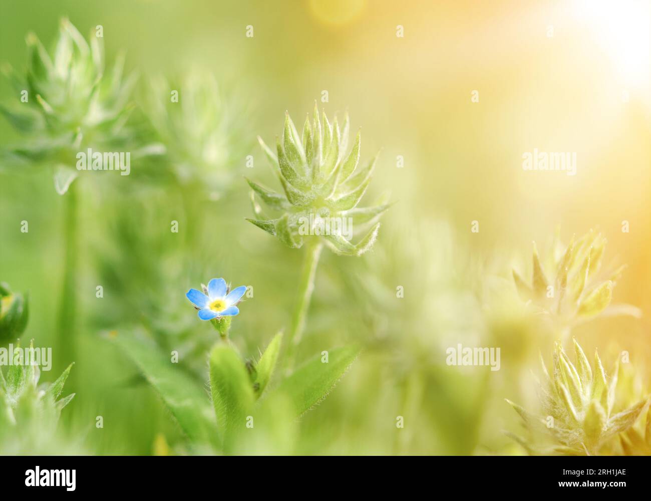 Schönes Wiesenfeld mit frischem Gras und blauen Blumen in der Natur. Sommer Frühling perfekte Naturlandschaft. Stockfoto