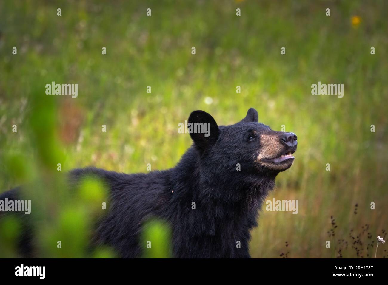 Der Schwarzbär wurde nach einer Mahlzeit lächelnd erwischt Stockfoto