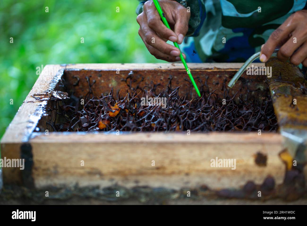 Eine Meliponini Honigbiene sammelt Nektar von Blüten, die in der Bienenzucht Meliponini, dem Bangek River, Padang City, West Sumatra, Satu blühen Stockfoto