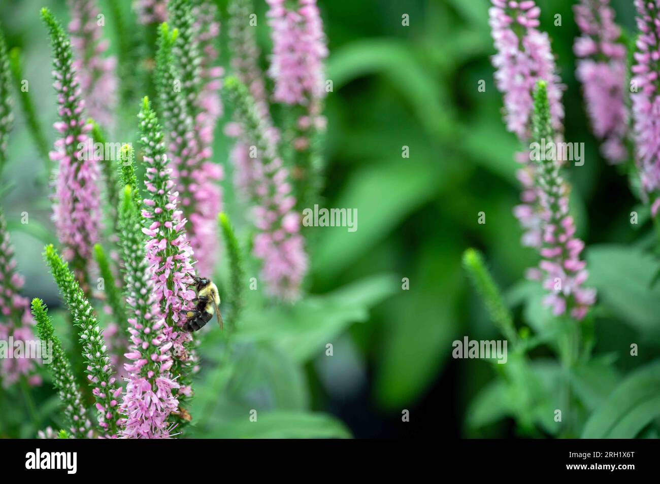 Hummelbiene bestäubt Anishysop Blüten Unschärfe im Gartenhintergrund Stockfoto