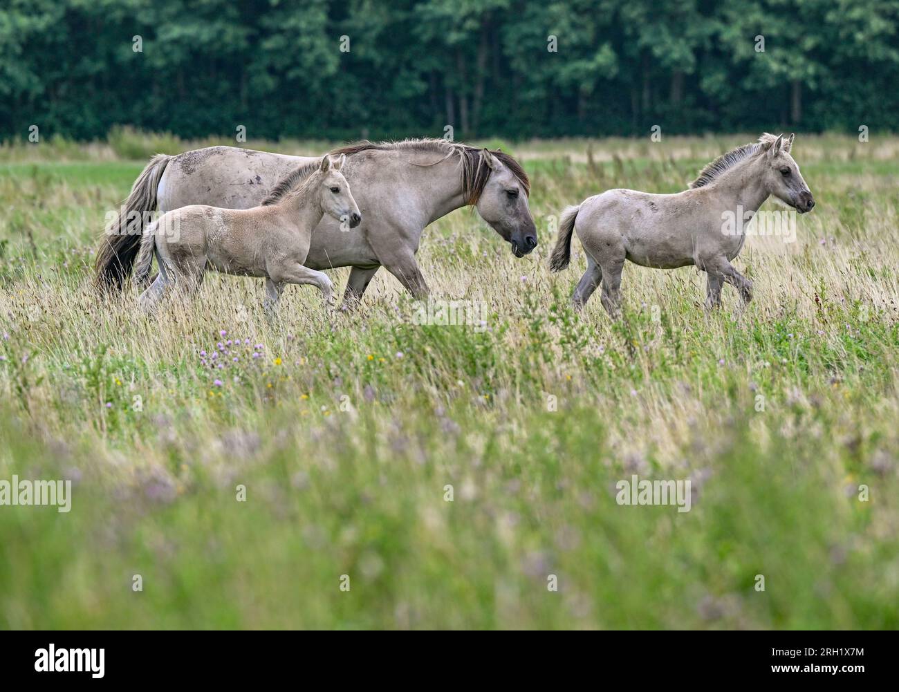 PRODUKTION 07. August 2023, Brandenburg, Liebenthal Auf einer großen