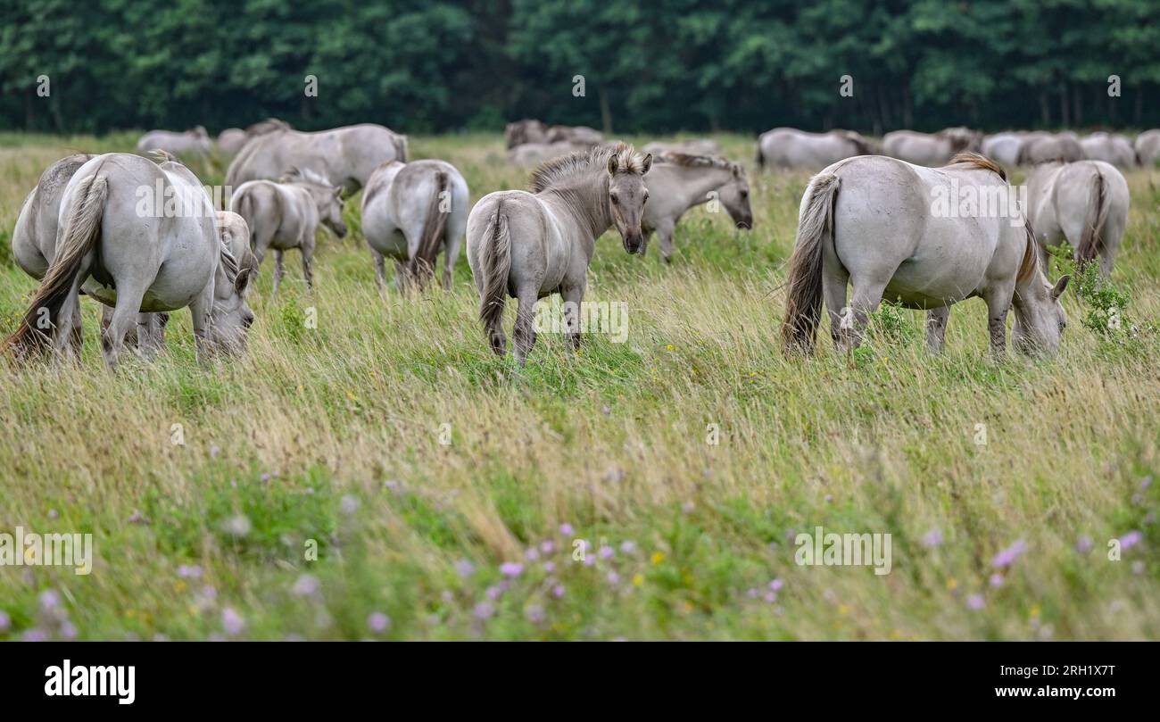 PRODUKTION 07. August 2023, Brandenburg, Liebenthal Auf einer großen