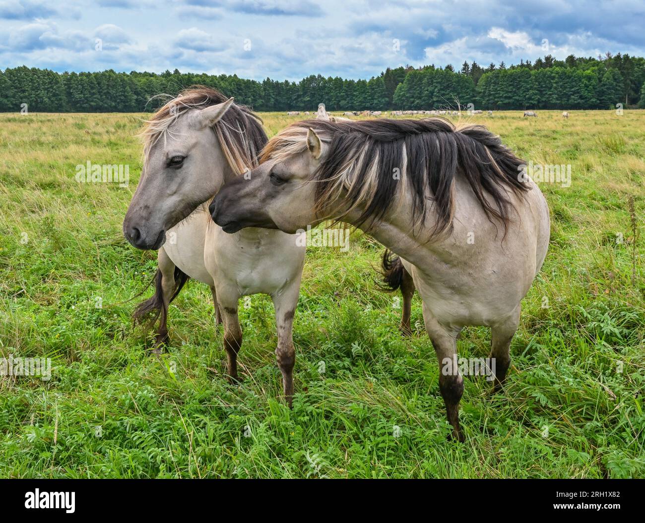 PRODUKTION 07. August 2023, Brandenburg, Liebenthal Auf einer großen