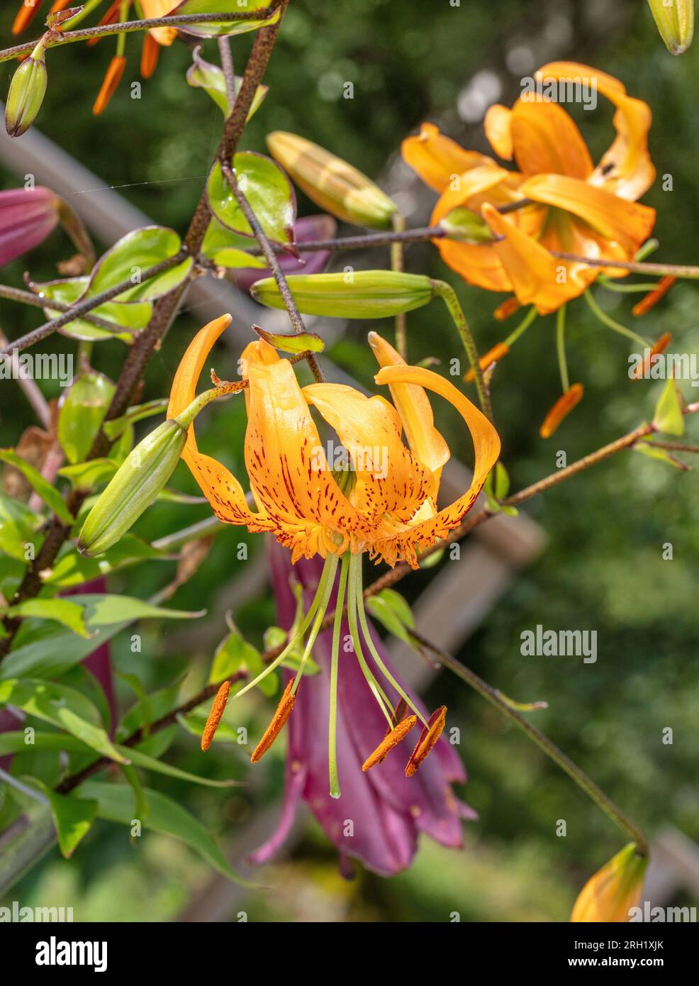 Henry's Lilie, (Lilium Orangelilja The President) Stockfoto