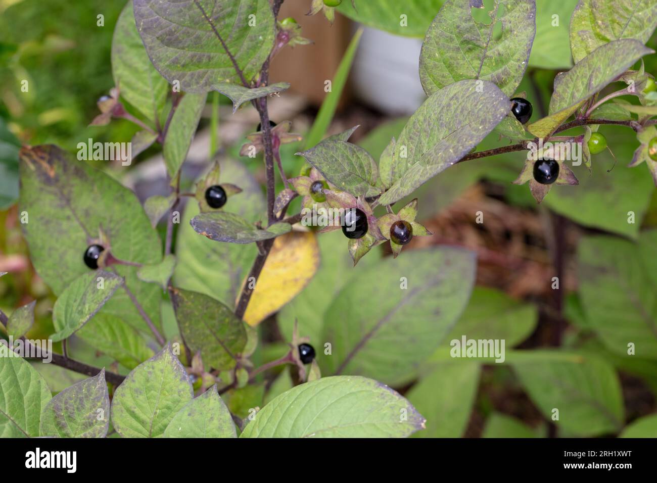 Tödlicher Nachtschatten, Belladonna (Atropa belladonna) Stockfoto