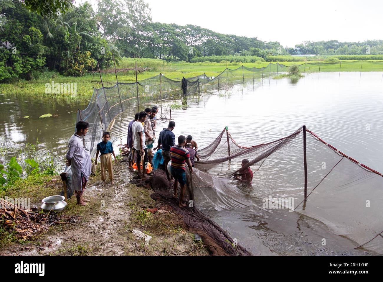 Munshiganj, Dhaka, Bangladesch. 13. Aug. 2023. Fischer fangen Fische in einem Teich in Munshiganj, Bangladesch. Sie wenden traditionelle Methoden an, indem sie ein riesiges Netz werfen, das eine Handvoll winziger Fische fängt. Nachdem sie das Netz in einem Halbkreis vom Ufer fallen ließen, waten sie in das flache Wasser des Teichs und ziehen es so weit wie möglich. Die Fischzucht machte viele Menschen finanziell zahlungsfähig, förderte ihre soziale würde und leistete einen Beitrag zur Deckung der Nachfrage nach tierischem Eiweiß im ganzen Land. Kredit: ZUMA Press, Inc./Alamy Live News Stockfoto