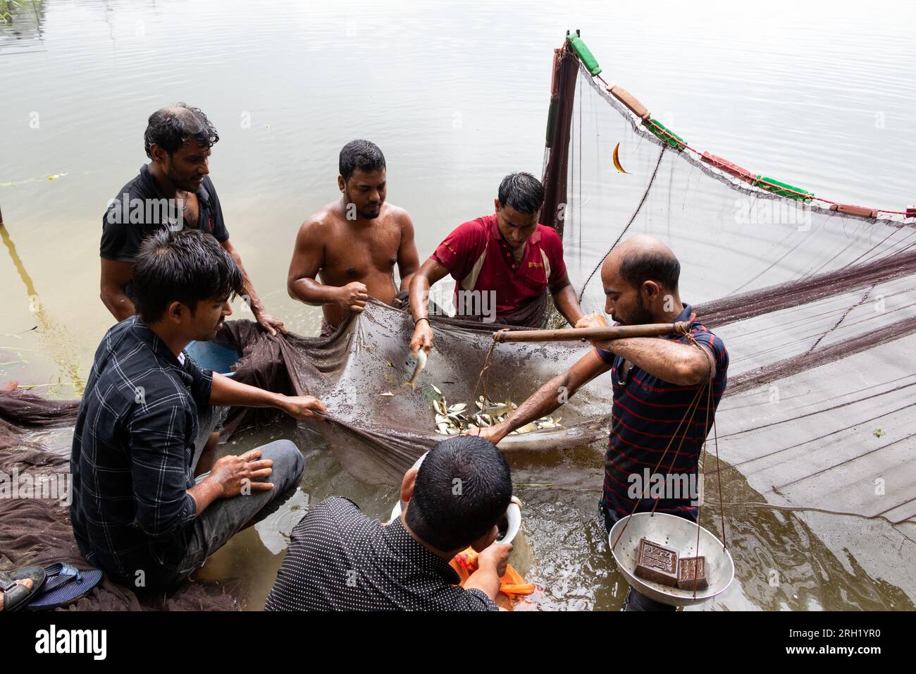 Munshiganj, Dhaka, Bangladesch. 13. Aug. 2023. Fischer fangen Fische in einem Teich in Munshiganj, Bangladesch. Sie wenden traditionelle Methoden an, indem sie ein riesiges Netz werfen, das eine Handvoll winziger Fische fängt. Nachdem sie das Netz in einem Halbkreis vom Ufer fallen ließen, waten sie in das flache Wasser des Teichs und ziehen es so weit wie möglich. Die Fischzucht machte viele Menschen finanziell zahlungsfähig, förderte ihre soziale würde und leistete einen Beitrag zur Deckung der Nachfrage nach tierischem Eiweiß im ganzen Land. Kredit: ZUMA Press, Inc./Alamy Live News Stockfoto