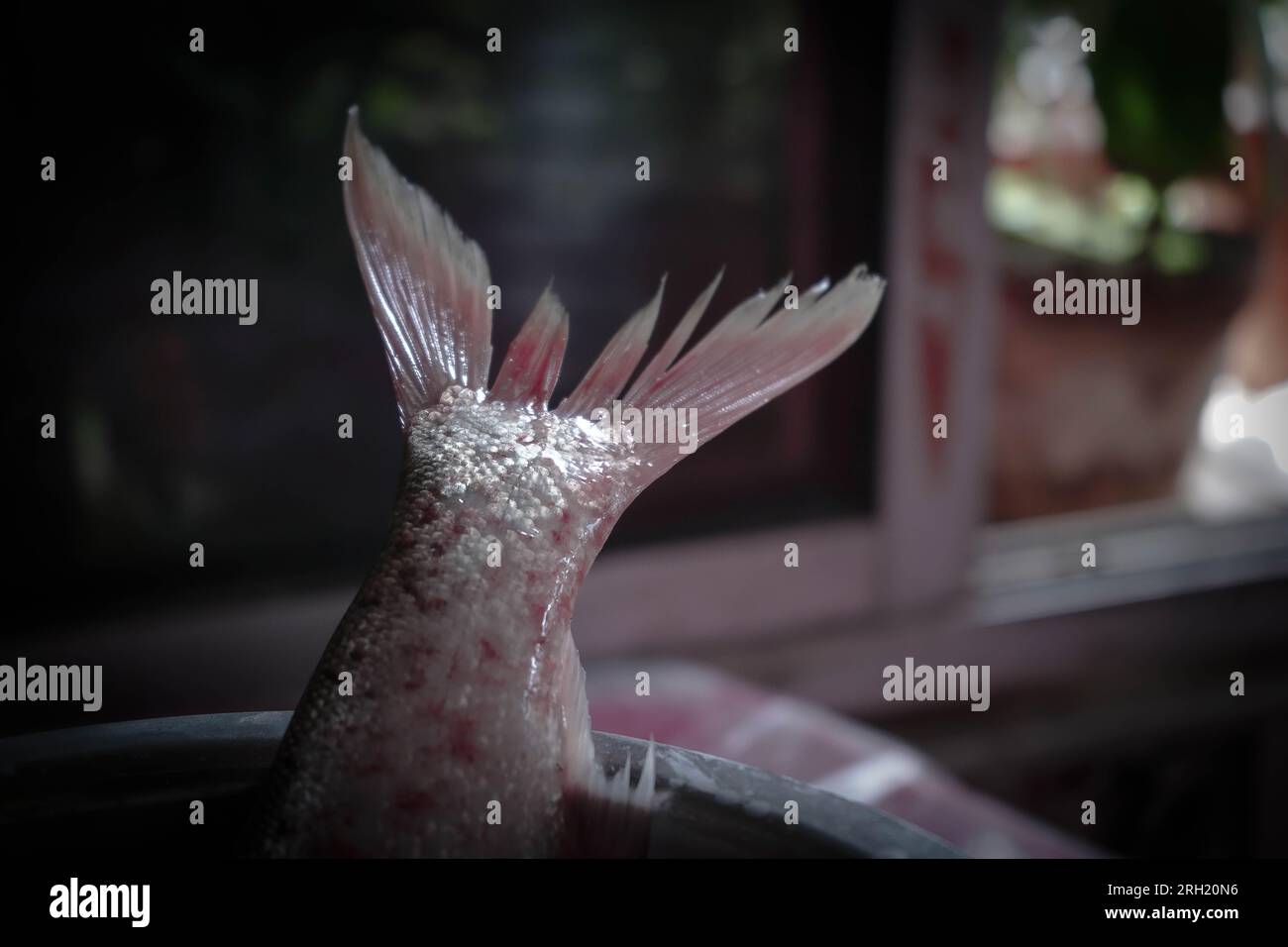 Silberkarpfenfisch in einem Stahltopf mit unscharfem Hintergrund, der den Schwanz des Fisches zeigt Stockfoto