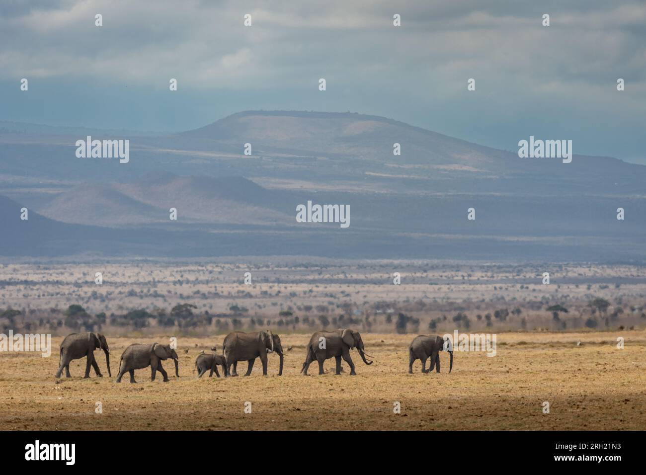 Afrikanischer Elefant, Loxodonta africana, Elephantidae, Amboseli-Nationalpark, Kenia, Afrika Stockfoto