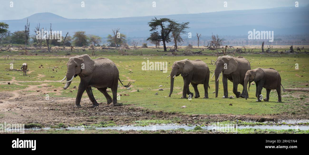 Afrikanischer Elefant, Loxodonta africana, Elephantidae, Amboseli-Nationalpark, Kenia, Afrika Stockfoto