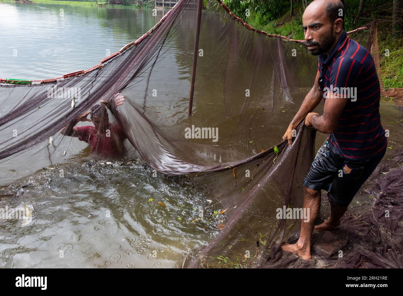 Munshiganj, Dhaka, Bangladesch. 13. Aug. 2023. Fischer fangen Fische in einem Teich in Munshiganj, Bangladesch. Sie wenden traditionelle Methoden an, indem sie ein riesiges Netz werfen, das eine Handvoll winziger Fische fängt. Nachdem sie das Netz in einem Halbkreis vom Ufer fallen ließen, waten sie in das flache Wasser des Teichs und ziehen es so weit wie möglich. Die Fischzucht machte viele Menschen finanziell zahlungsfähig, förderte ihre soziale würde und leistete einen Beitrag zur Deckung der Nachfrage nach tierischem Eiweiß im ganzen Land. Kredit: ZUMA Press, Inc./Alamy Live News Stockfoto