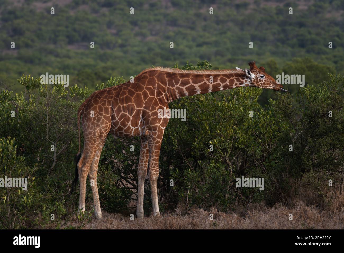 Giftgiraffa, Giraffa camelopardalis reticulata, Ol Pejeta Conservancy Area, Kenia, Afrika Stockfoto