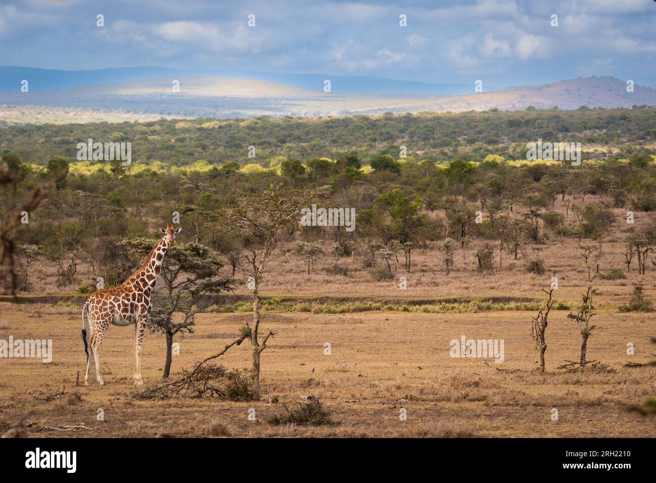 Giftgiraffa, Giraffa camelopardalis reticulata, Ol Pejeta Conservancy Area, Kenia, Afrika Stockfoto