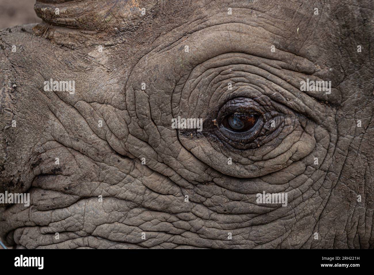 Auge des afrikanischen Elefanten, Loxodonta africana, Elephantidae, Ol Pejeta Conservancy, Kenia, Afrika Stockfoto