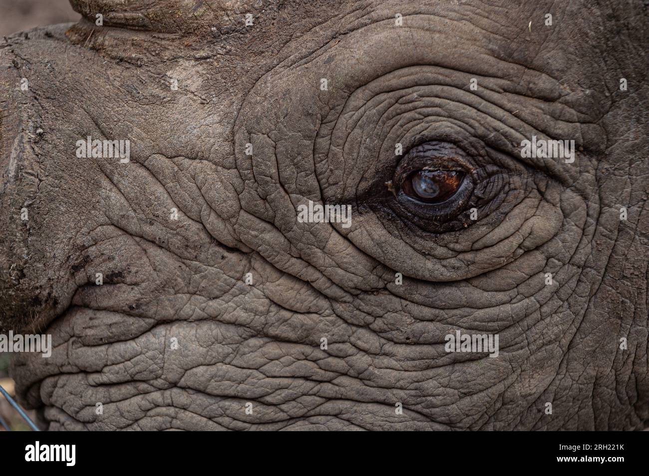Auge des afrikanischen Elefanten, Loxodonta africana, Elephantidae, Ol Pejeta Conservancy, Kenia, Afrika Stockfoto