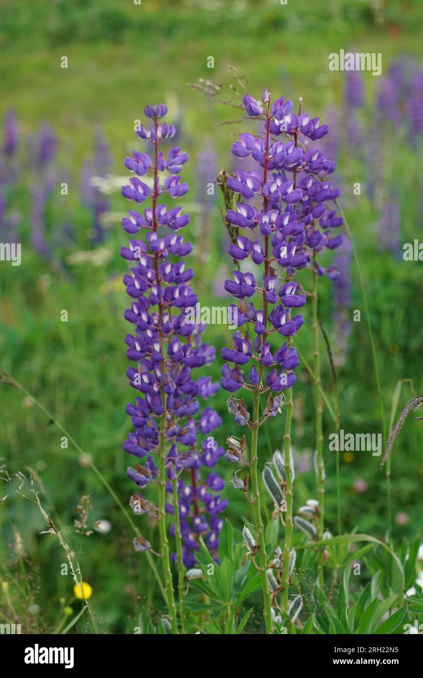 Natürliche vertikale Nahaufnahme auf einer blau blühenden großblättrigen Lupine, Lupinus polyphyllus Stockfoto