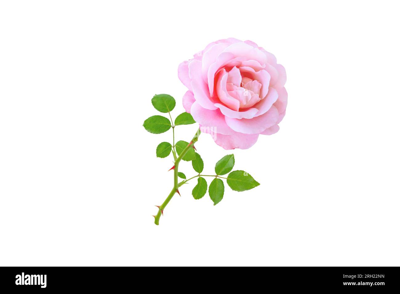 Rosenblüte und Blätter isoliert auf Weiß. Hybridtee Rosenblütenkopf. Stockfoto