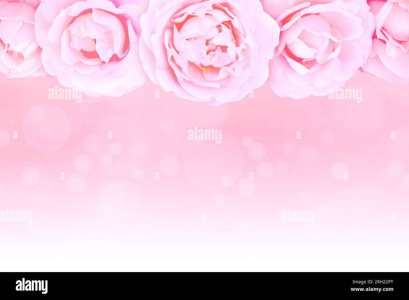 Rosafarbene Rosen und Knospen oben auf dem unscharfen Hintergrund, wobei der Text unten zu Weiß wird. Grußkarte mit Kopierbereich. Stockfoto