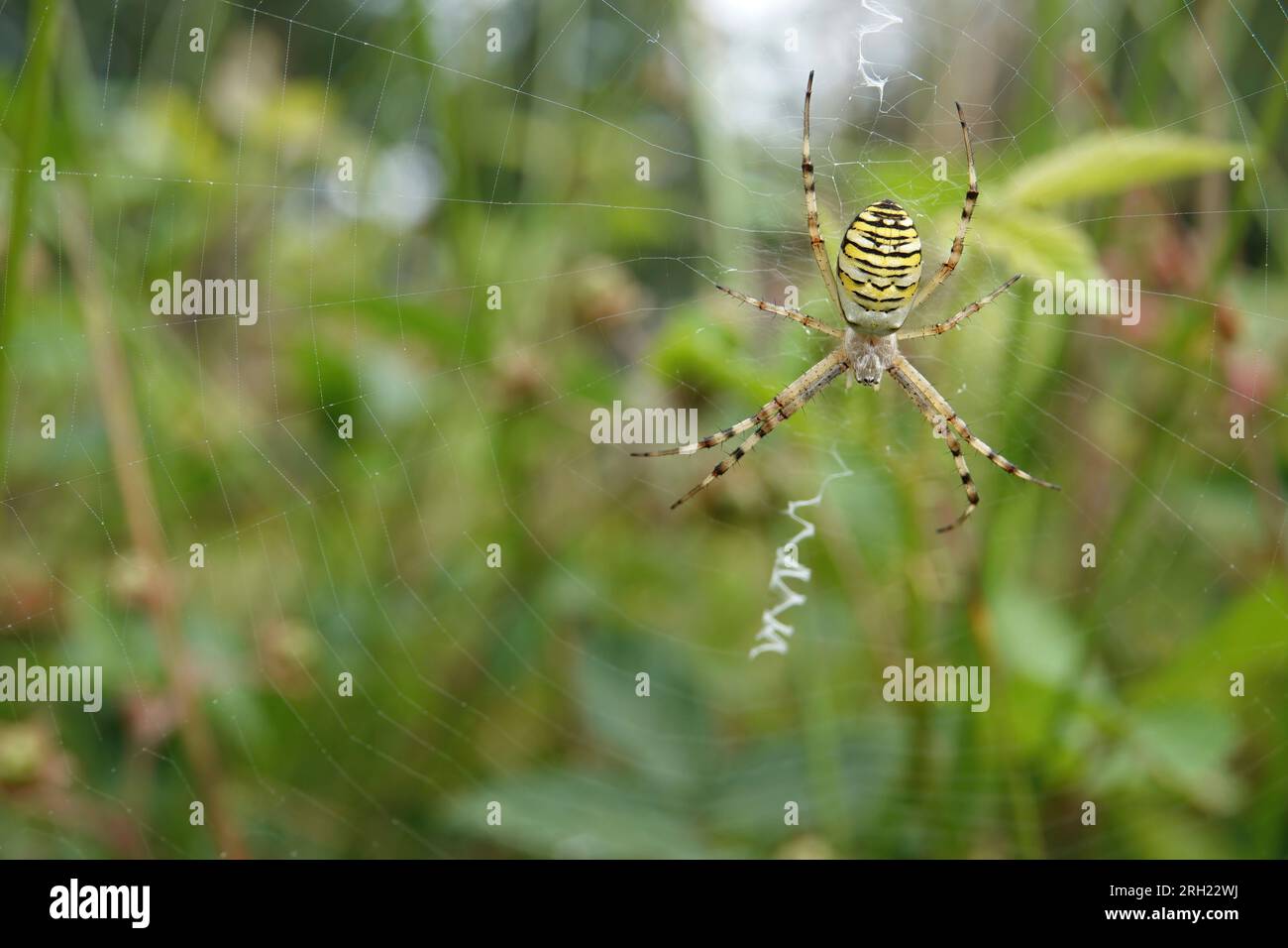 Natürliche Weitwinkelaufnahme einer bunten, gestreiften Tiger- oder Wespenspinne, Argiope bruennichi, die in ihrem Netz hängt Stockfoto