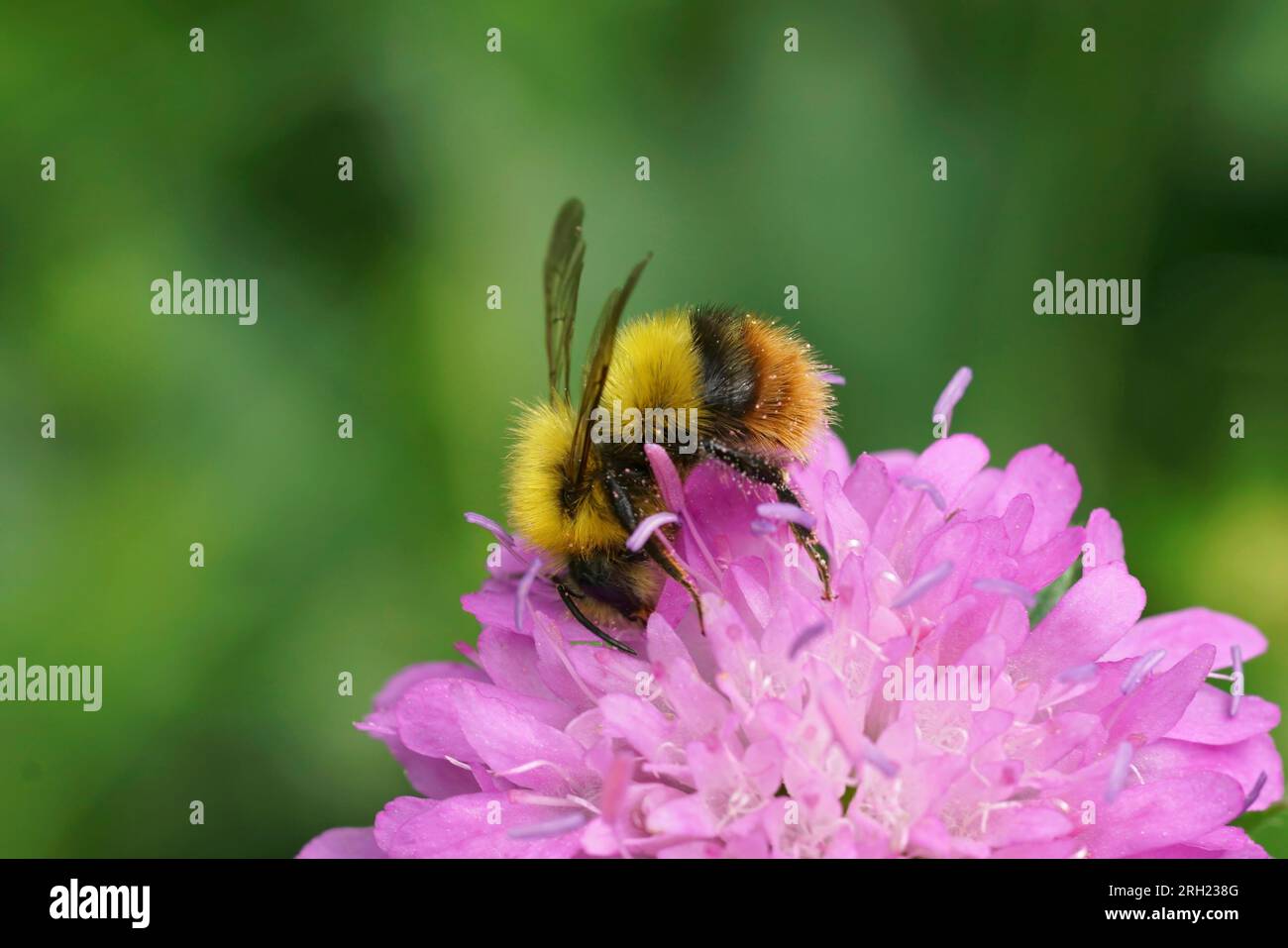 Natürliche Nahaufnahme auf einer farbenfrohen gelben und orangefarbenen flauschigen frühen Bumble-Bee, Bombus pratorum in einer pinkfarbenen Knautia-Blume Stockfoto