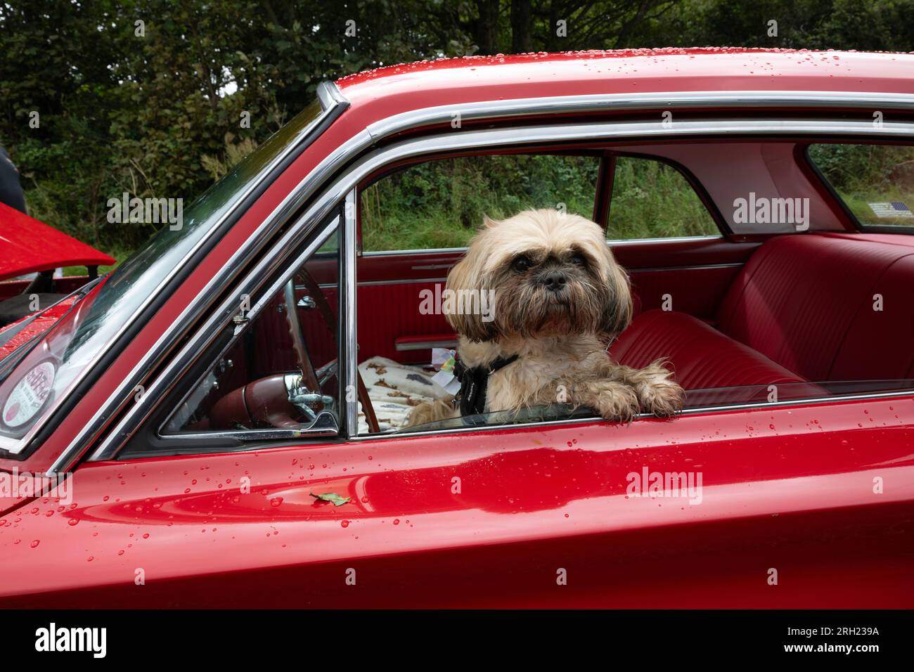 Hund sitzt im roten Auto und schaut aus dem Fenster Carnhell Green Vintage Rally 12. August 2023 Stockfoto