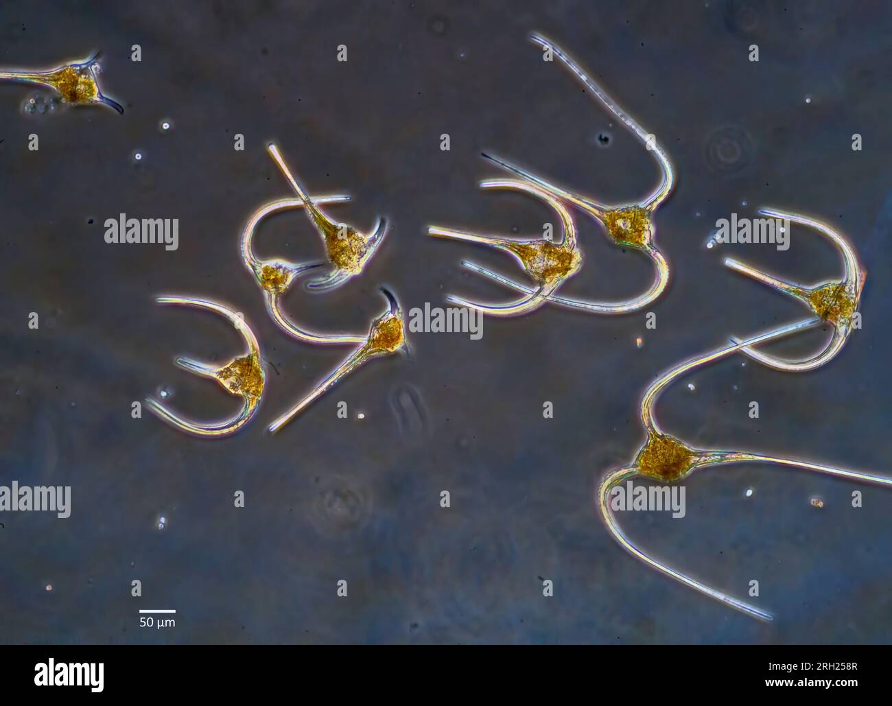 Planktonische Dinoflagellate der Gattung Ceratium aus Küstengewässern Südwestnorwegens. Stockfoto