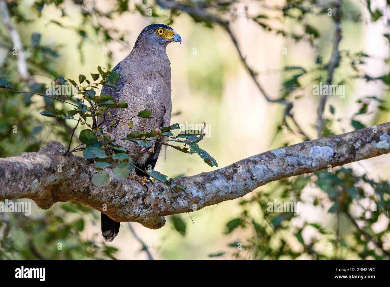 Schlangenadler (Spilornis cheela) aus Nagarahole Tiger Reserve, Südindien. Stockfoto