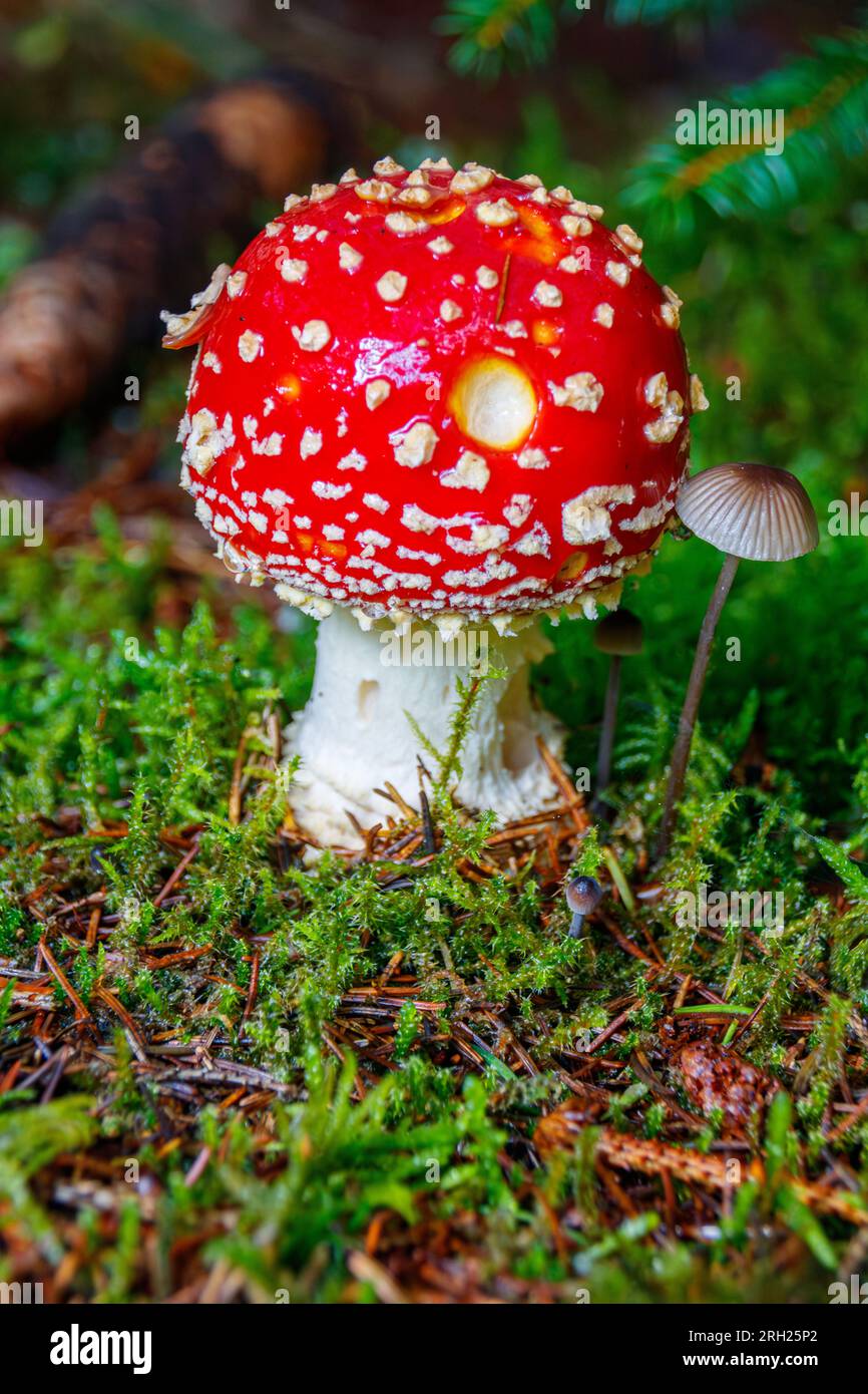 Rot mit weißen punkten pilz -Fotos und -Bildmaterial in hoher Auflösung – Alamy