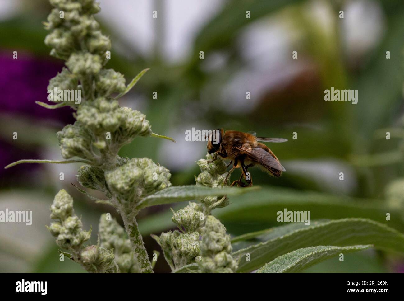 Eristalis tenax Hoverfly auf Buddleia-Blatt Stockfoto