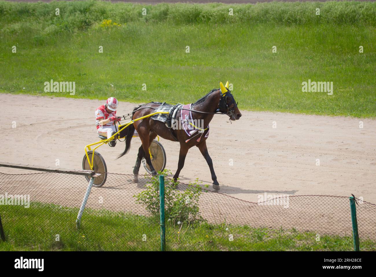 Pferd und Reiter auf einem Spaziergang. Jockey und Pferd auf Hippodrom in Kiew, Ukraine. Rennpferd-Hintergrund. Hengst im Gurt auf dem Feld. Stockfoto