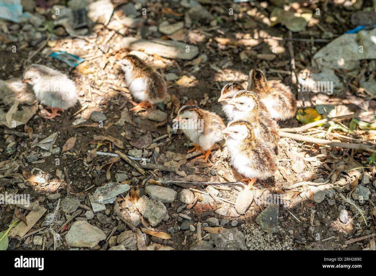 Perlhühner vom ersten Tag in der Waldnaht Stockfoto