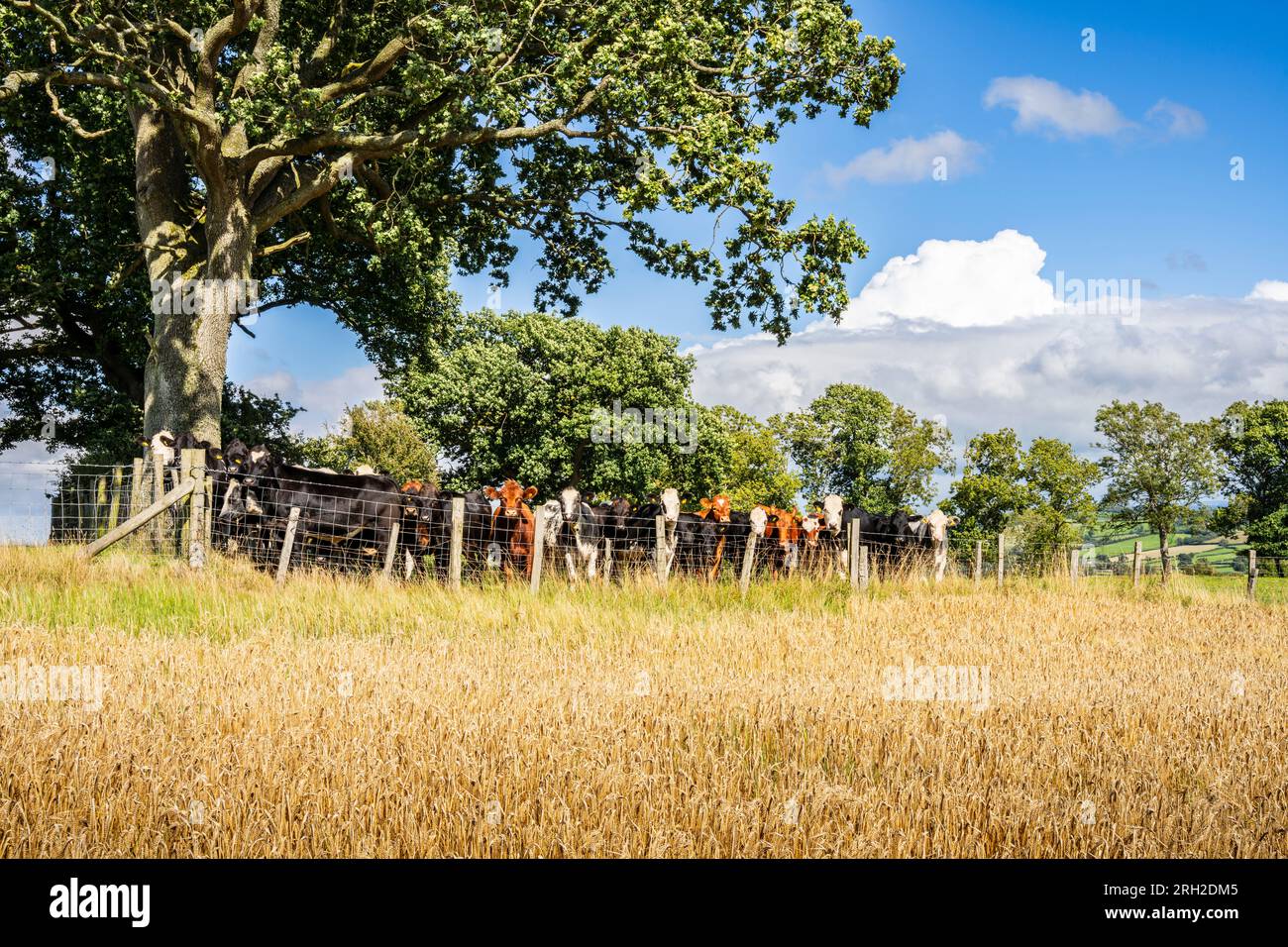 Eine Rinderherde blickt über ein eingezäuntes Weizenfeld auf einem Bauernhof im ländlichen Wales Stockfoto