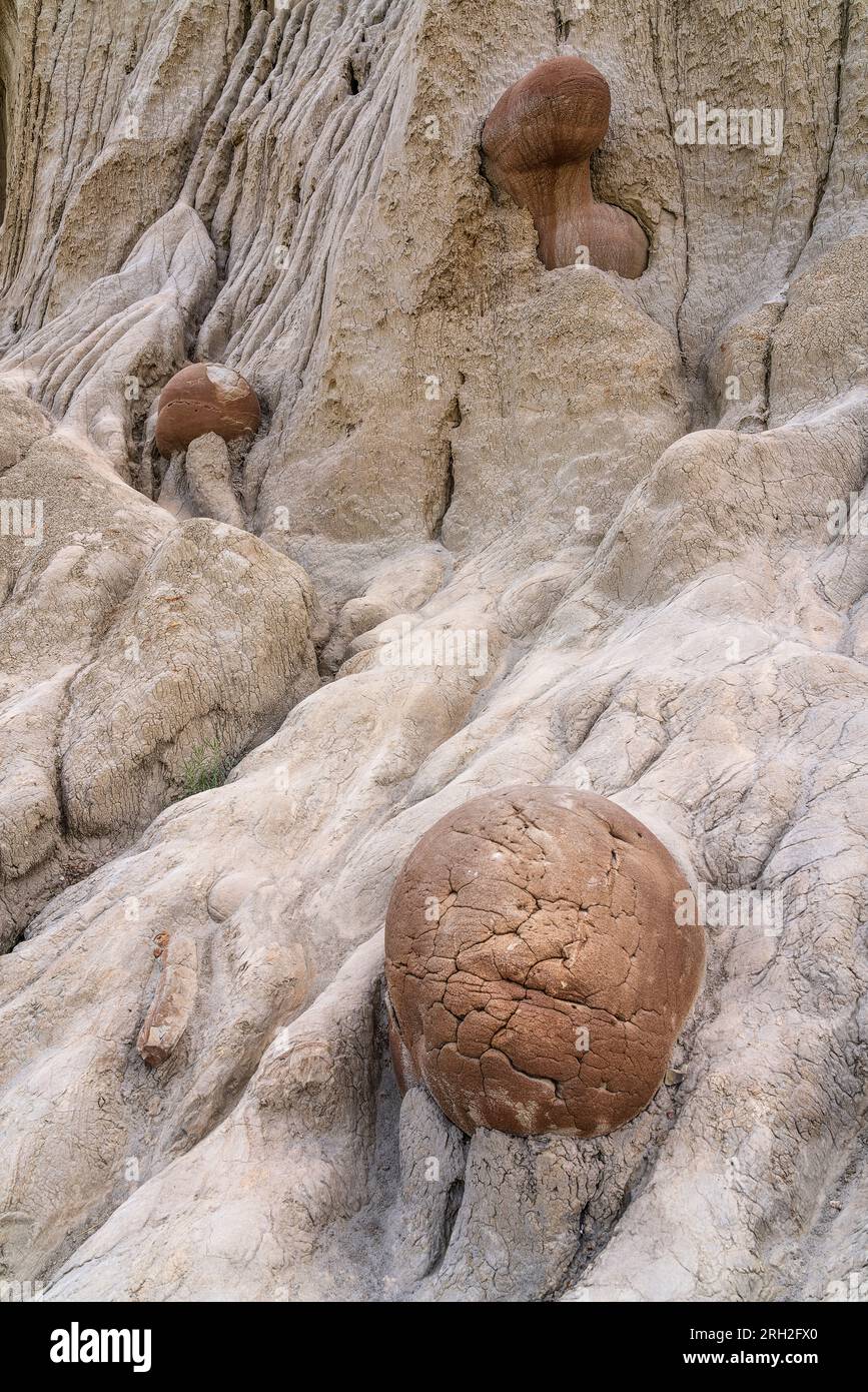 Faszinierende Formationen, bekannt als Kanonenkugelkonkretionen in der Nordeinheit des Theodore Roosevelt National Park Stockfoto