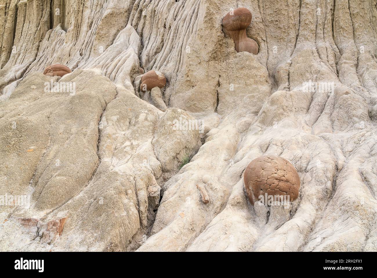 Faszinierende Formationen, bekannt als Kanonenkugelkonkretionen in der Nordeinheit des Theodore Roosevelt National Park Stockfoto