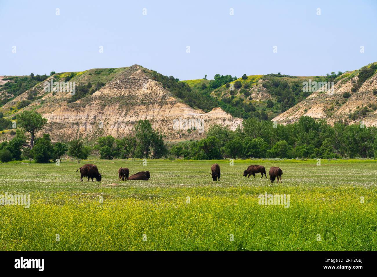 Plains Bison (Bison Bison) in der South Unit des Theodore Roosevelt National Park außerhalb von Medora, North Dakota Stockfoto