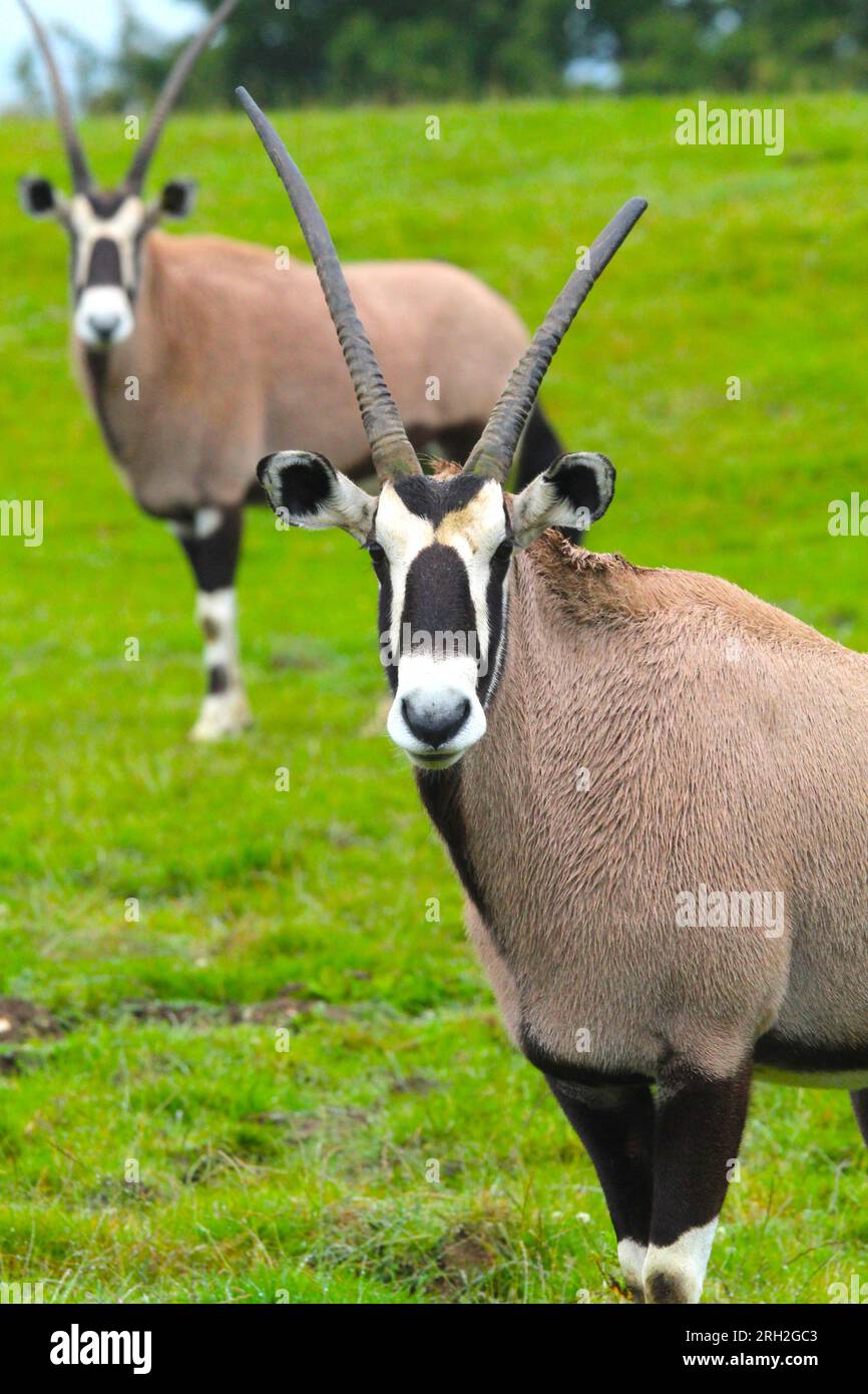 2 weibliche Gemsbok im ZSL Whipsnade Zoo Stockfoto