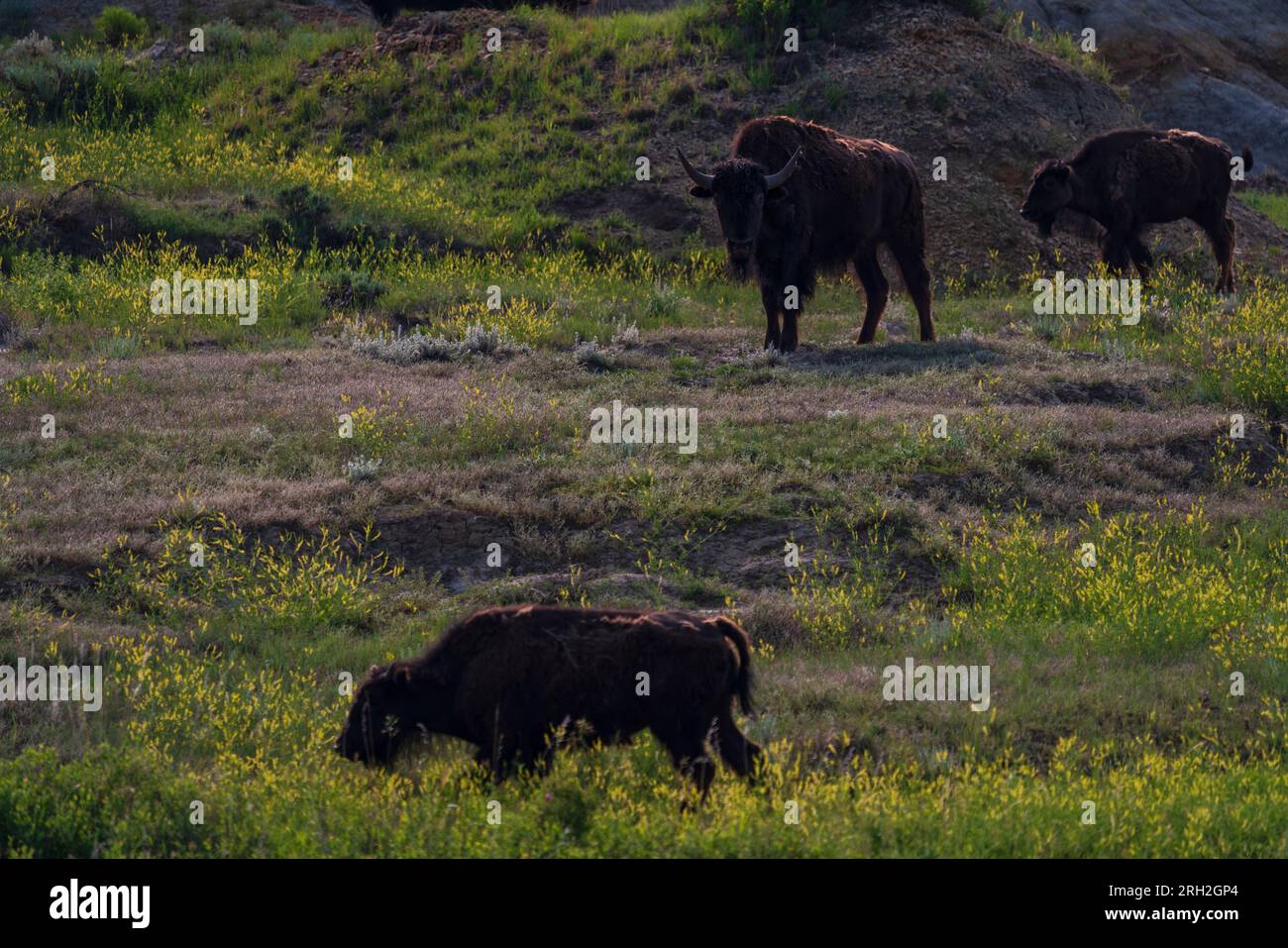 Plains Bison (Bison Bison) in der South Unit des Theodore Roosevelt National Park außerhalb von Medora, North Dakota Stockfoto