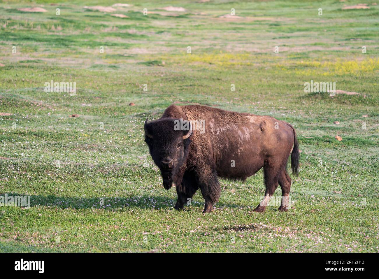 Plains Bison (Bison Bison) in der South Unit des Theodore Roosevelt National Park außerhalb von Medora, North Dakota Stockfoto