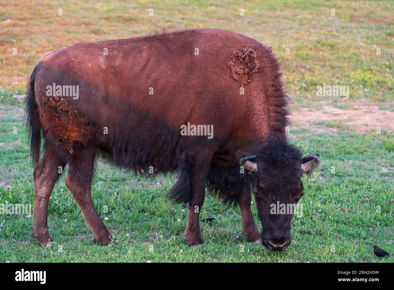 Plains Bison (Bison Bison) in der South Unit des Theodore Roosevelt National Park außerhalb von Medora, North Dakota Stockfoto