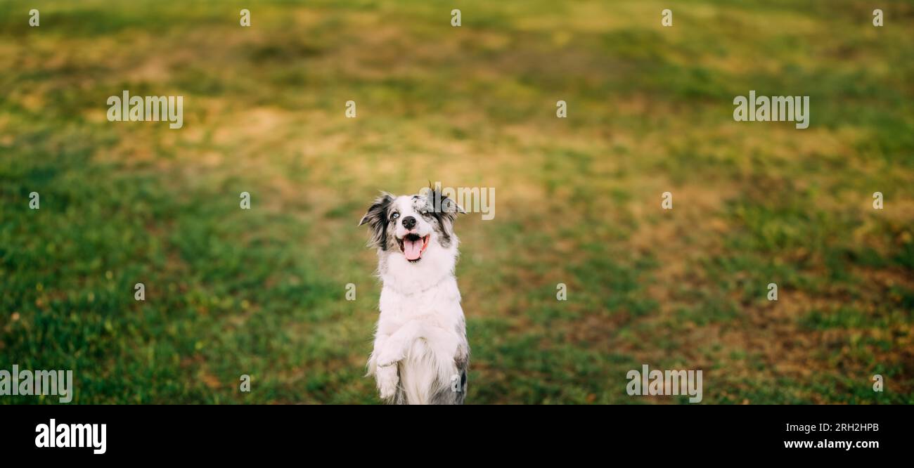 Border Collie Oder Scottish Sheepdog - Erwachsener Hund Spielt Showing Trick Outdoor. Nahaufnahme Porträt. Panorama, Panoramaansicht Aufnahmeszene Panorama, Panorama Stockfoto