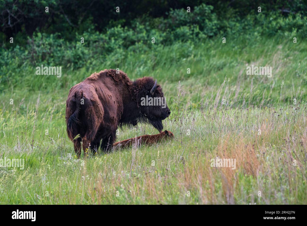 Prärie-Bisons im Frontier Village in Jamestown, North Dakota Stockfoto
