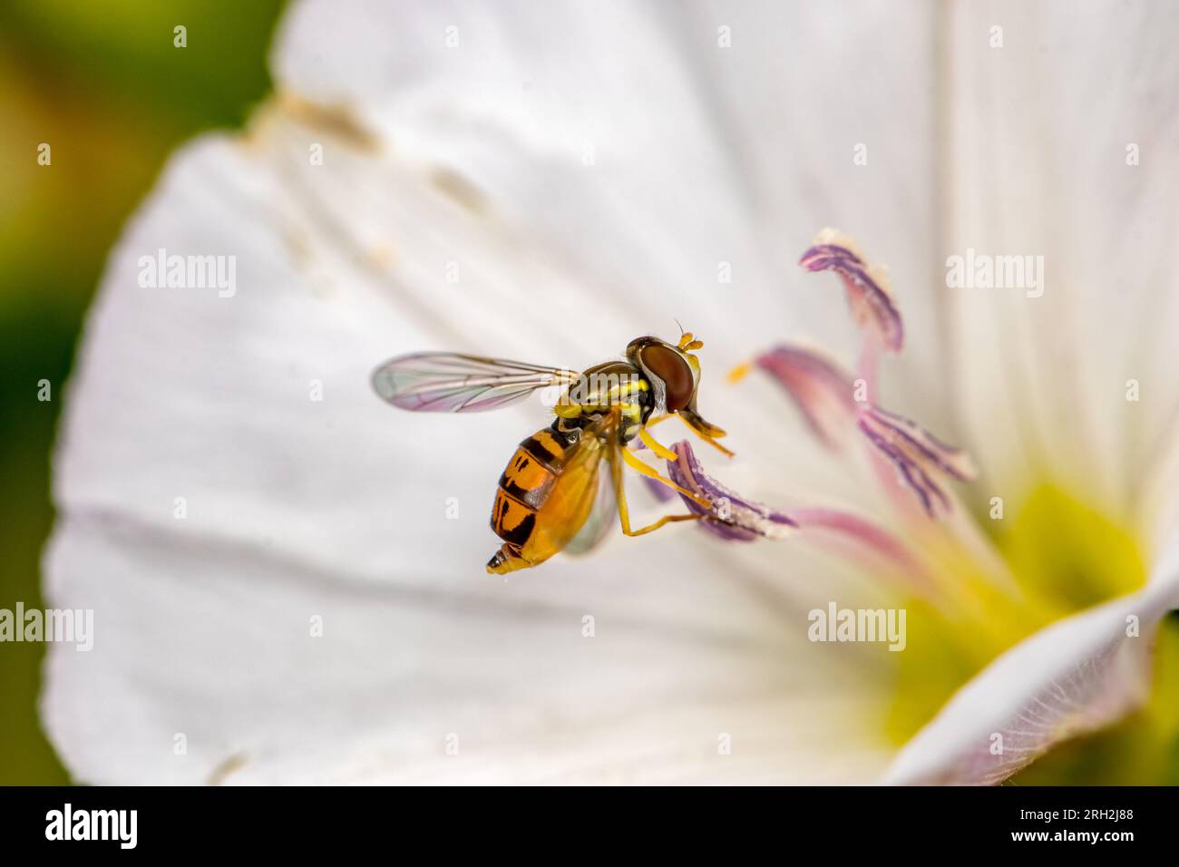 Ein Randkalligrapher fliegt auf einer weißen Blume. Insekten- und Wildtierschutz, Lebensraumschutz, Bestäuber- und Blumengartenkonzept. Stockfoto