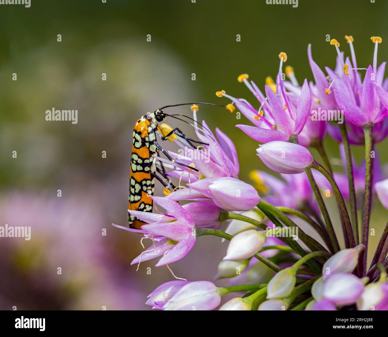 Ailanthus Webworm Motte ernähren sich von nickenden Zwiebelblüten. Insekten- und Wildtierschutz, Lebensraumschutz und Blumengarten-Konzept im Garten Stockfoto