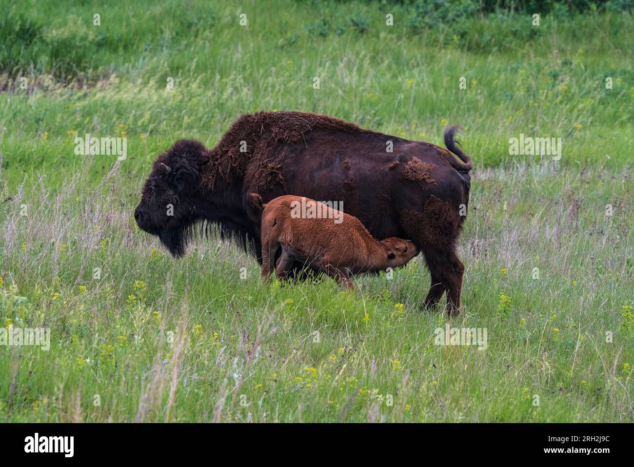 Prärie-Bisons im Frontier Village in Jamestown, North Dakota Stockfoto