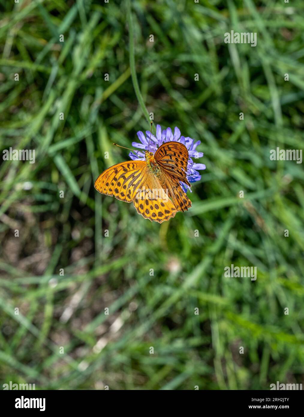 Silbergewaschene Fritillar (Argynnis Paphia), Familie. Nymphalidae. Kaiserstuhl, Baden Württemberg, Deutschland, Europa Stockfoto