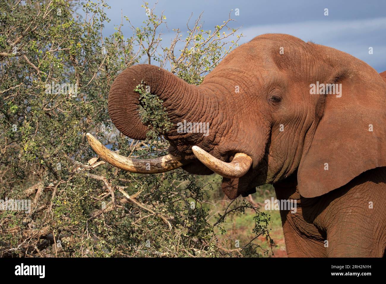 Kopfschuss des großen afrikanischen Bullen Elefant Loxodonta africana mit seinem LKW, um Akazienzweige aus dem afrikanischen Gestrüpp zu reißen Stockfoto