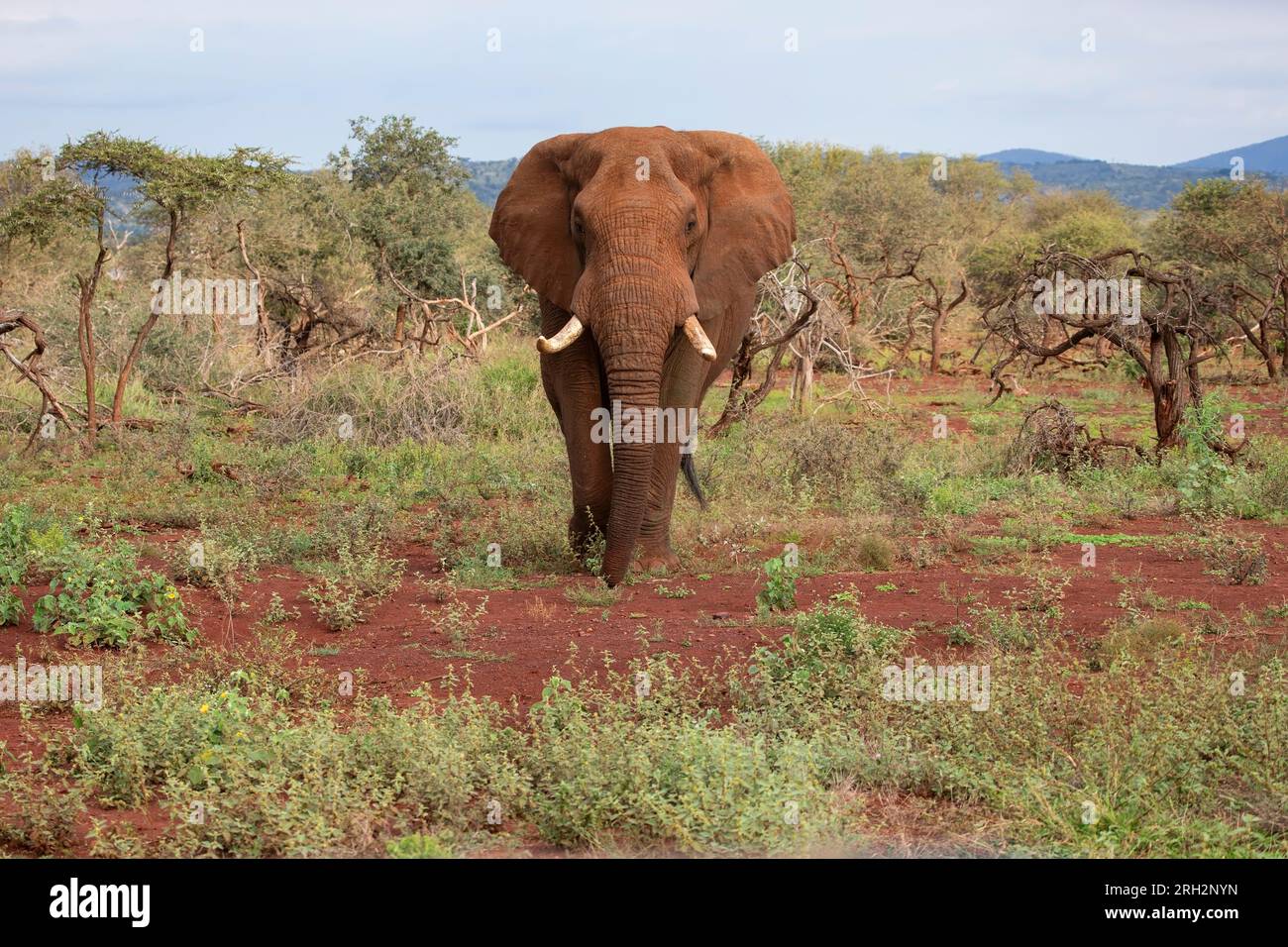 Großer erwachsener Bulle Afrikanischer Elefant Loxodonta africana, der Kopf über die Akazienlandschaft in Kwa Zulu Natal, Südafrika, läuft Stockfoto